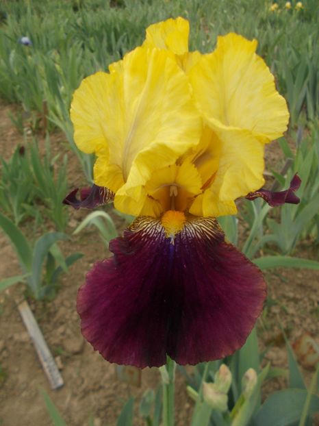  - Irisi -2019 Barbata Elatior si intermedia