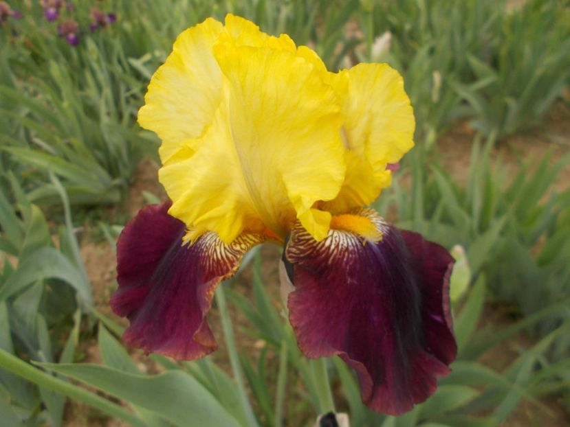  - Irisi -2019 Barbata Elatior si intermedia