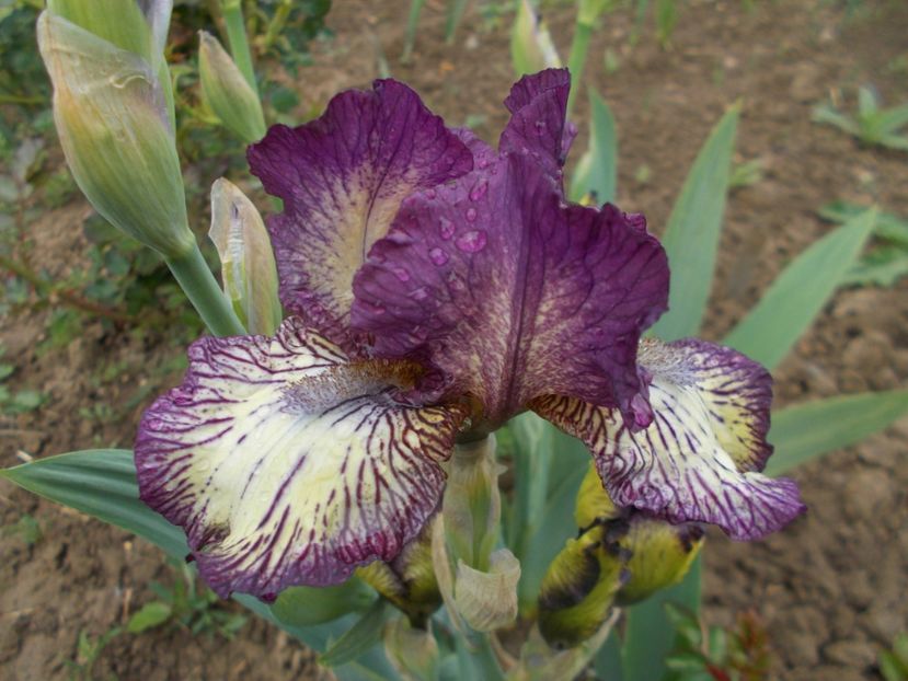 GNU RAYZ - Irisi -2019 Barbata Elatior si intermedia