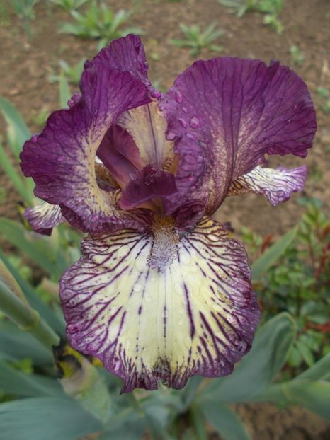  - Irisi -2019 Barbata Elatior si intermedia