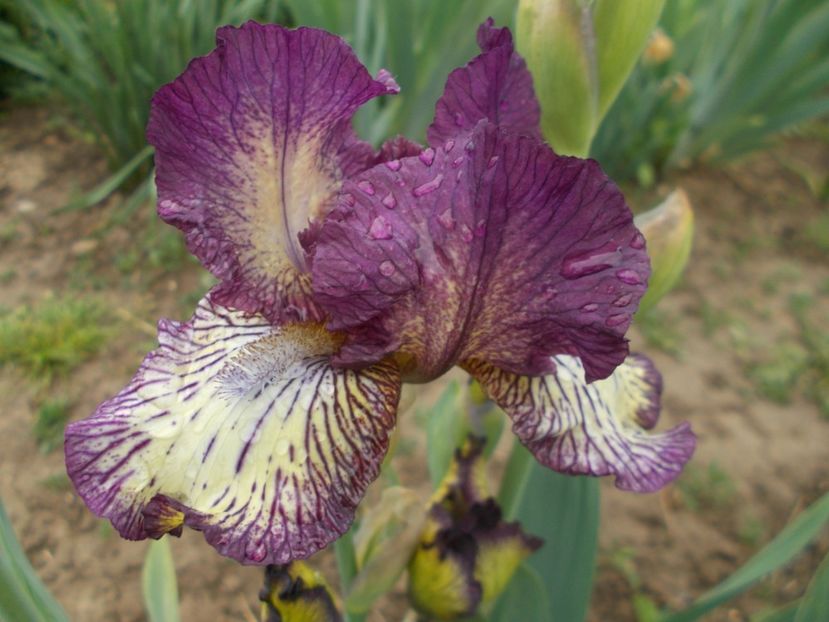  - Irisi -2019 Barbata Elatior si intermedia