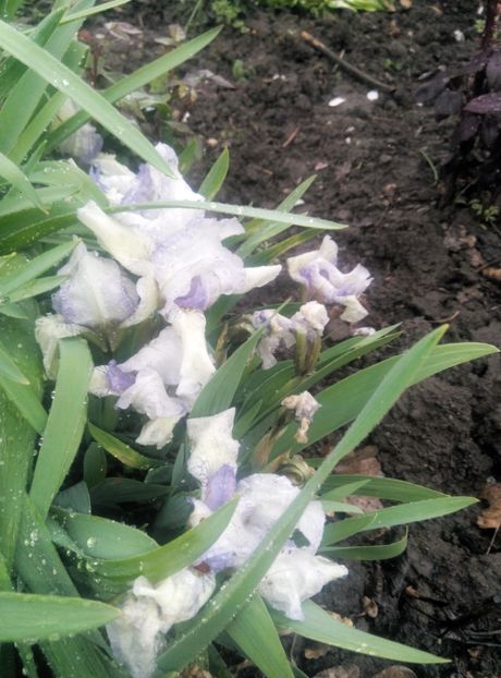  - diverse flori 2019