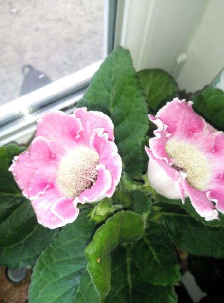  - diverse flori 2019