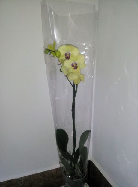  - diverse flori 2019