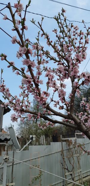  - Primavara lui 2019 in gradina mea