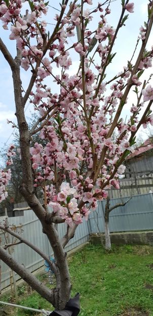  - Primavara lui 2019 in gradina mea