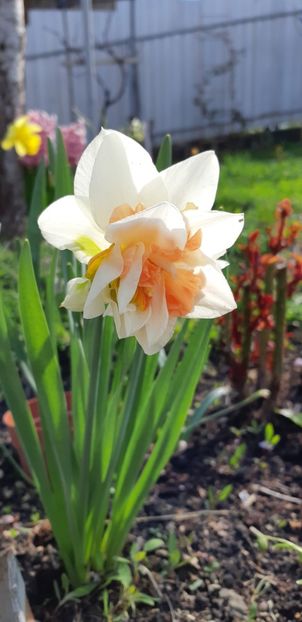  - Primavara lui 2019 in gradina mea