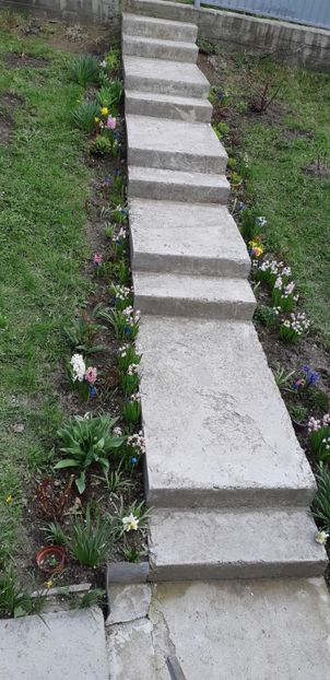  - Primavara lui 2019 in gradina mea