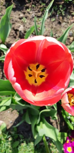  - Primavara lui 2019 in gradina mea