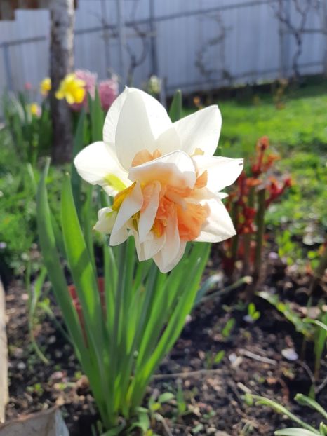  - Primavara lui 2019 in gradina mea