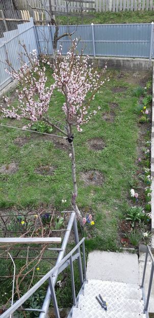  - Primavara lui 2019 in gradina mea