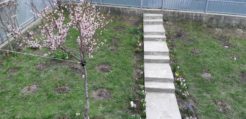  - Primavara lui 2019 in gradina mea