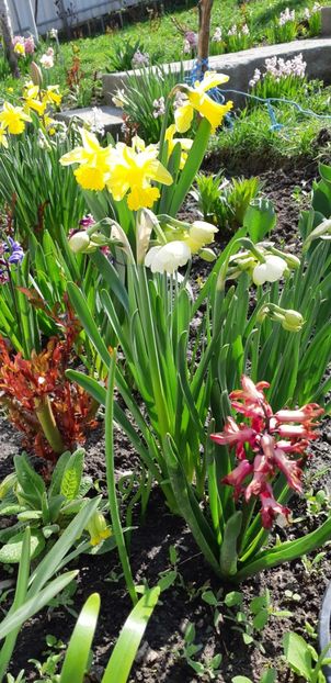  - Primavara lui 2019 in gradina mea