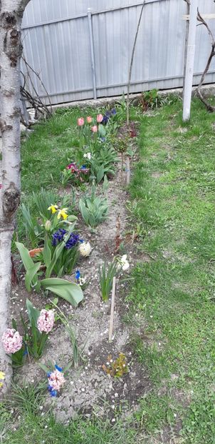  - Primavara lui 2019 in gradina mea