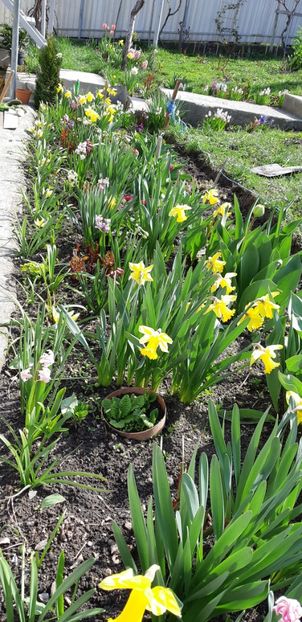  - Primavara lui 2019 in gradina mea