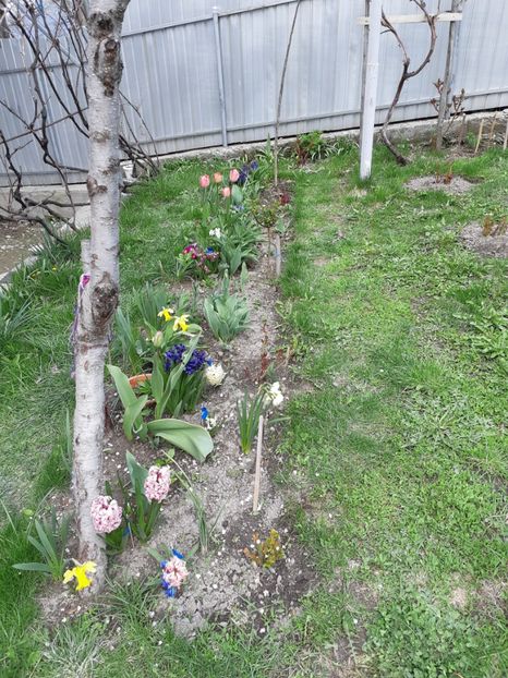  - Primavara lui 2019 in gradina mea