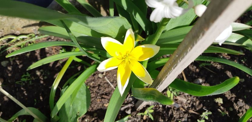  - Primavara lui 2019 in gradina mea