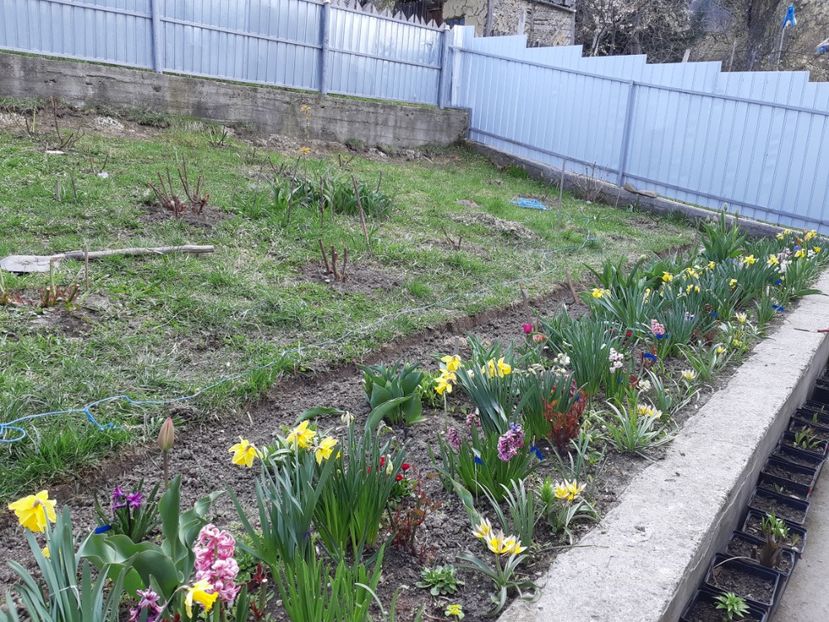  - Primavara lui 2019 in gradina mea