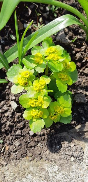  - Primavara lui 2019 in gradina mea