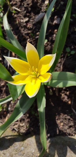  - Primavara lui 2019 in gradina mea