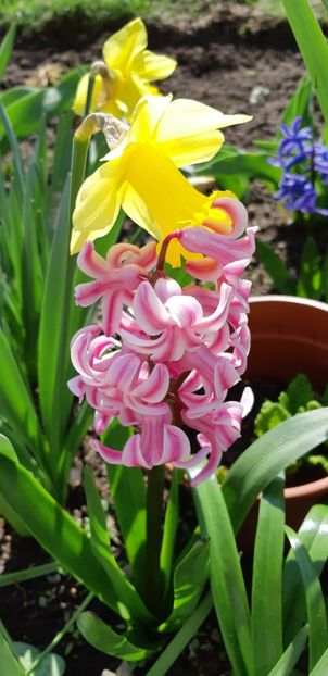  - Primavara lui 2019 in gradina mea