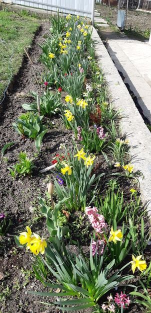  - Primavara lui 2019 in gradina mea