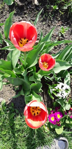  - Simfonia Lalelelor 2019