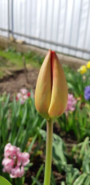  - Simfonia Lalelelor 2019