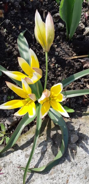  - Simfonia Lalelelor 2019