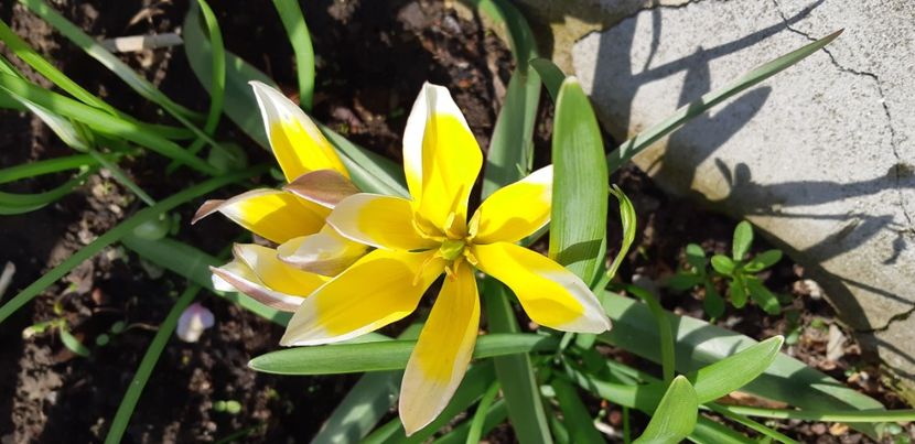  - Simfonia Lalelelor 2019