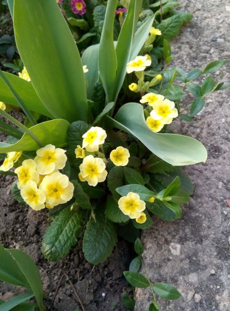  - diverse flori 2019