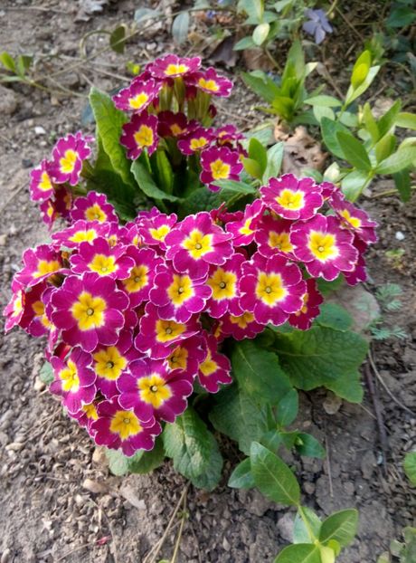  - diverse flori 2019