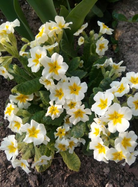  - diverse flori 2019