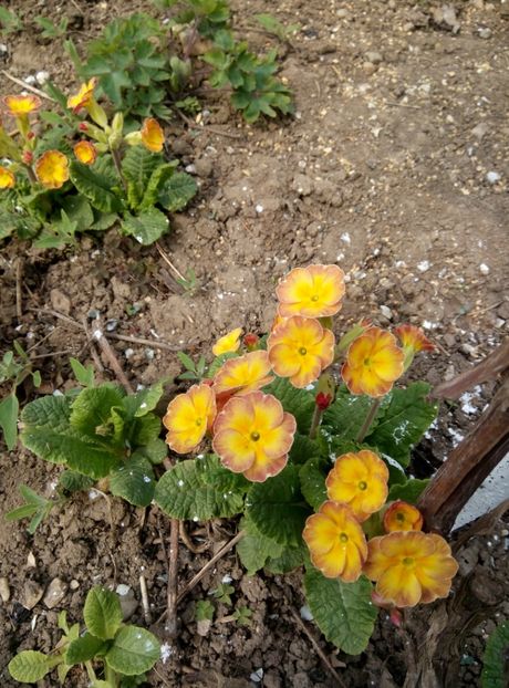  - diverse flori 2019