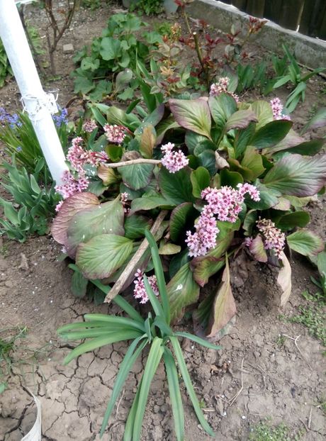  - diverse flori 2019