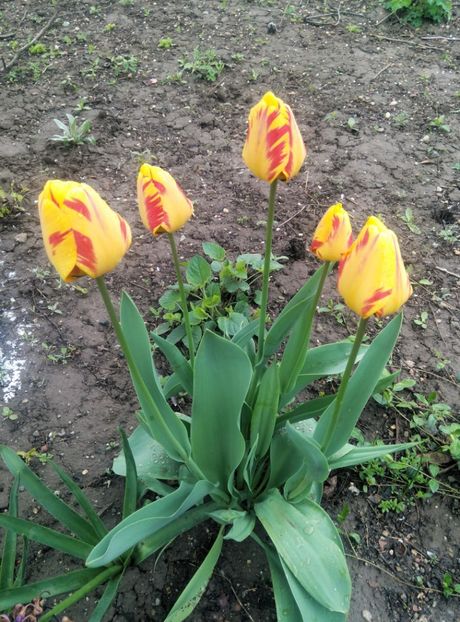  - diverse flori 2019