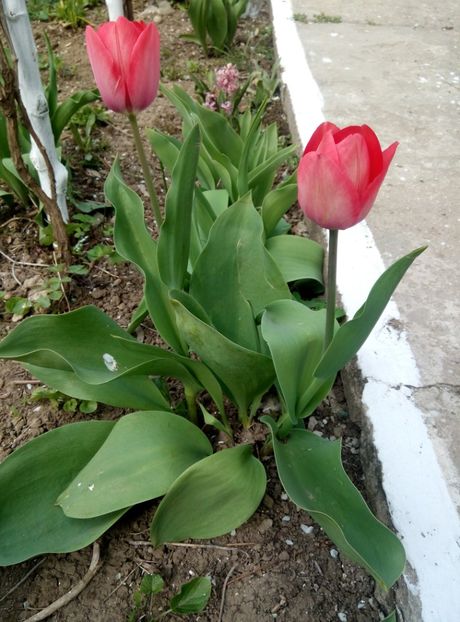  - diverse flori 2019