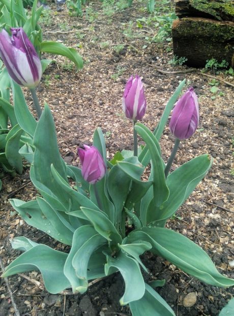  - diverse flori 2019