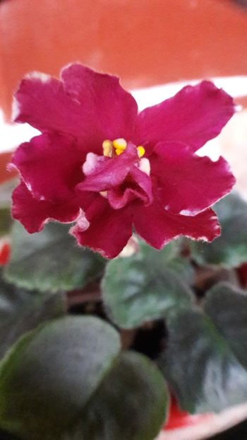 Cam asa arata prima floricica - NOID1