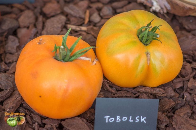 copiata tomatofifou - SEMINTE ROSII - T 391 TOBOLSK GIGANT