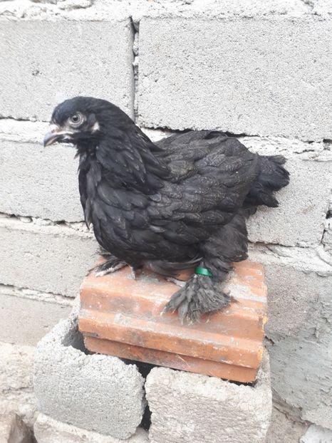  - Pui gaina 2019