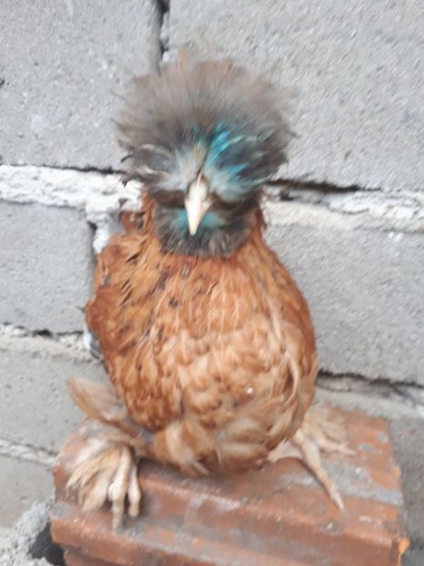  - Pui gaina 2019