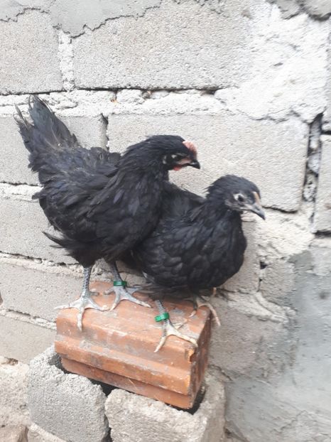  - Pui gaina 2019