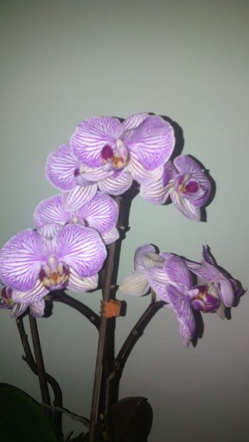  - Orhideea 2019-2020