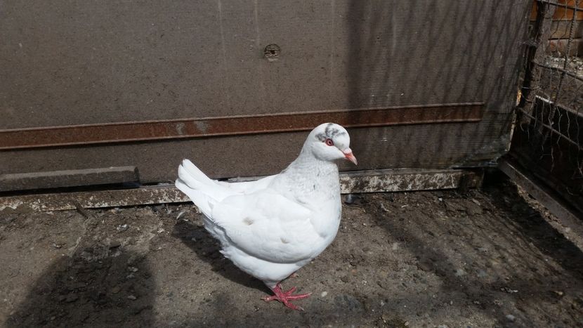 2 - Kingi vânzare femela 2018