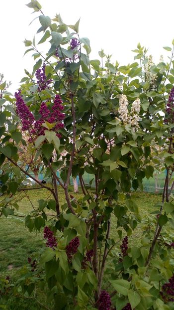 Liliac altoit in 3 culori - Plantele mele