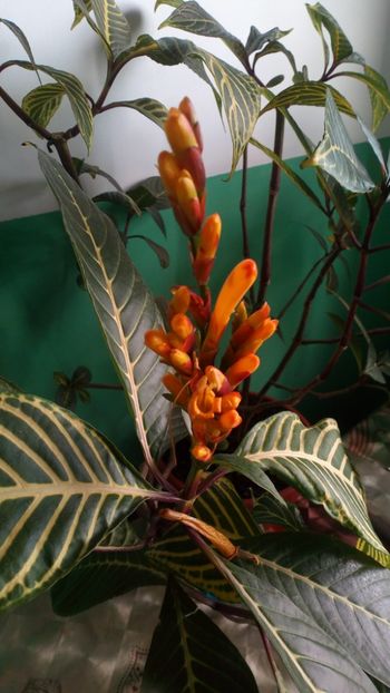  - Plantele mele