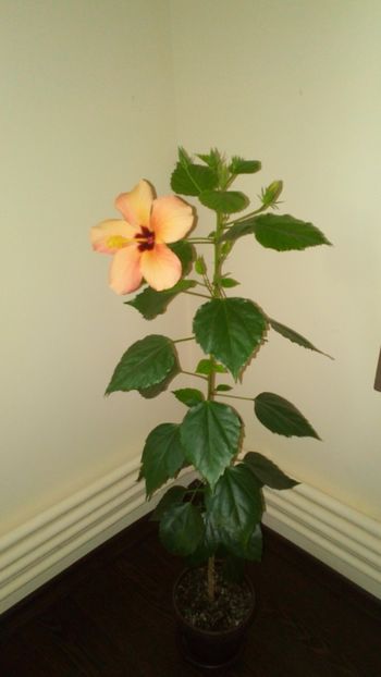  - Plantele mele