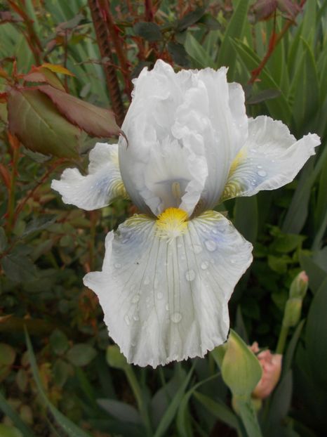 HIGGLEDY PIGGLEDY - Irisi -2019 Barbata Elatior si intermedia