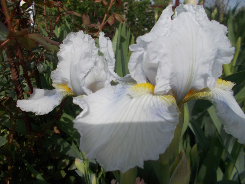 HIGGLEDY PIGGLEDY - Irisi -2019 Barbata Elatior si intermedia